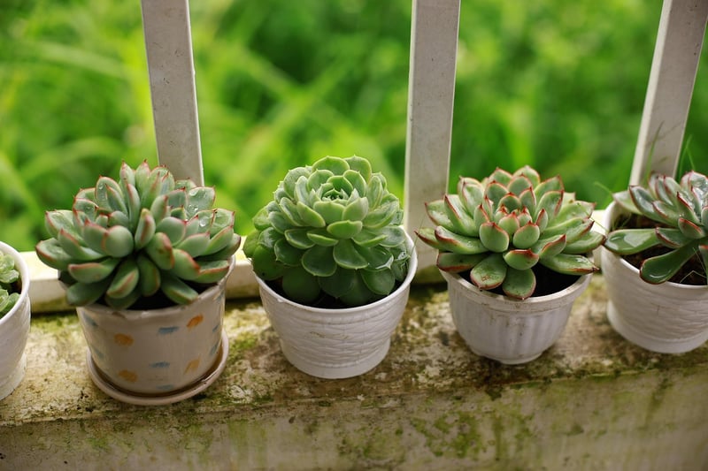 Balcony Garden Ideas