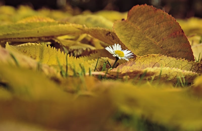 Fall Leaves