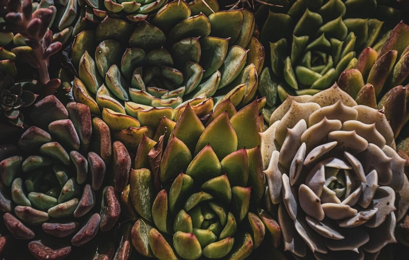 Green Thumbs Up