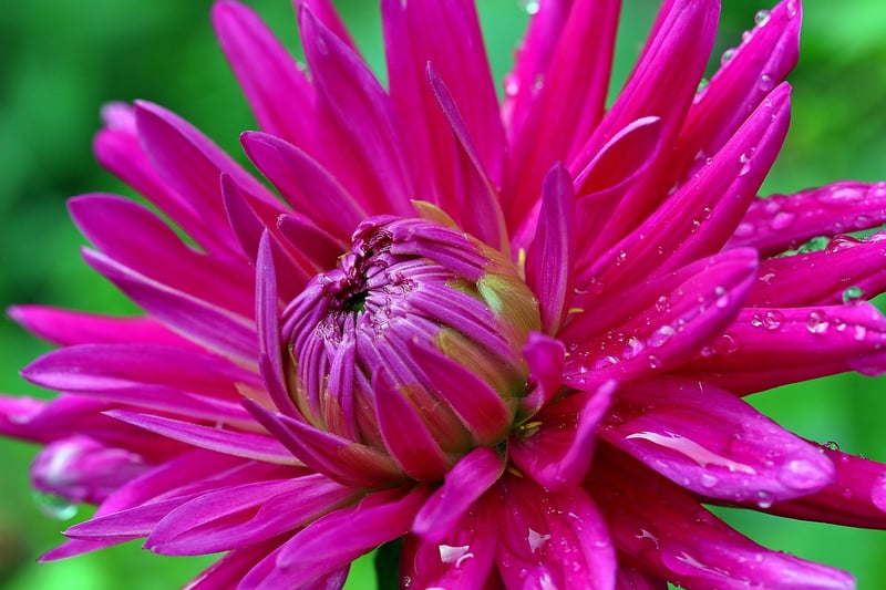 Summer Garden